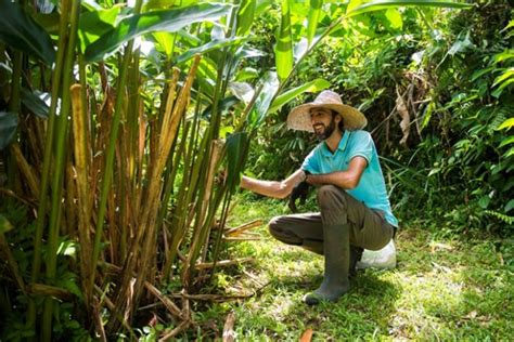 En Martinique Les Plantes M Dicinales Se Modernisent Pour Soigner Les Maux