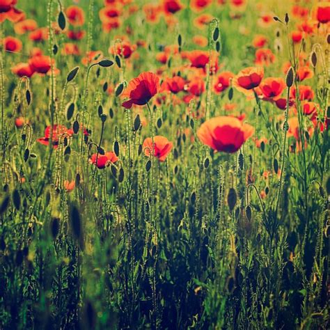 Premium Photo | Poppy in a field