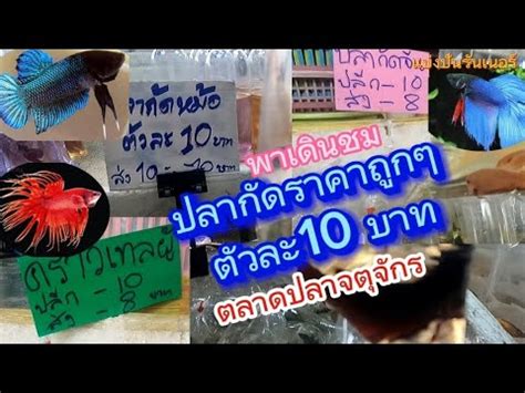 Ep62 พาชมปลากดถกมวาก 10บาท รานขายปลากดรมทางเดนตลาดจตจกร ทง