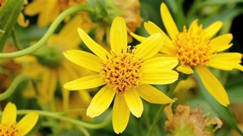 Scientific Evidence That Arnica Helps Relieve Aches And Sprain