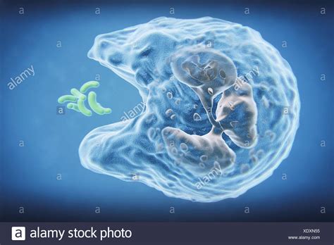 Phagocytosis White Blood Cells