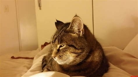 bedtime  cute cats hq pictures  cute cats  kittens