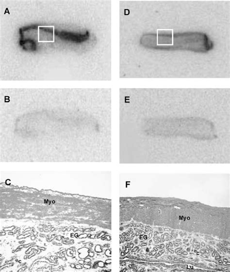 Autoradiography Localisation Of Mt Binding Sites In The Tammar Wallaby Download Scientific