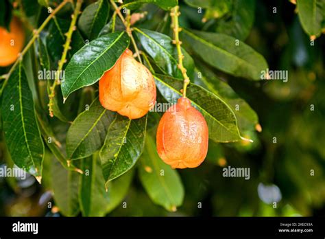 Imature Ackee fruit (Blighia sapida) growing on the tree in the Cayman ...