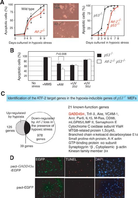 Role Of Atf 2 In Hypoxia Induced Apoptosis A Deletion Of Atf 2 In