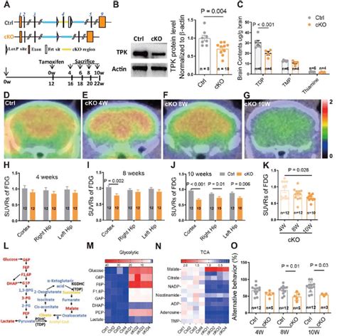 Altered Brain Glucose Metabolism In TPK Conditional Knockout Mice A