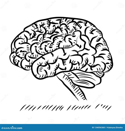 Cervelletto Di Scarabocchio Della Vista Laterale Di Anatomia Del