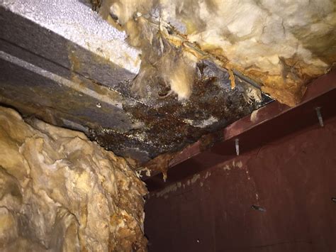 Safe Exposed Insulation at Jake Burdekin blog