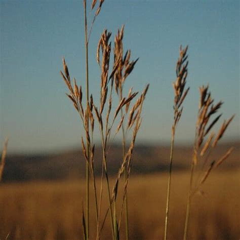 Mountain Brome - Bromus marginatus - Great Basin Seeds - High elevation ...