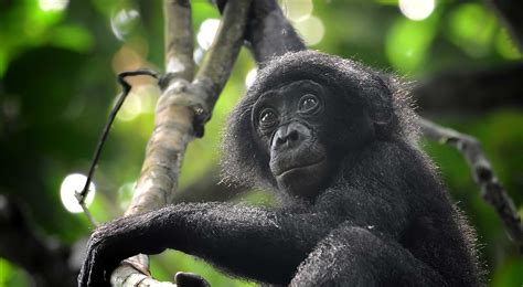 Preventing Bonobo Hunting In Drc Iyondji Community Reserve