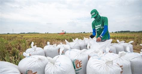 Da Distributes 1 7m Bags Rice Seeds For Dry Season Philippine News Agency