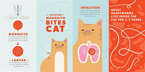 Heartworm in Cats: Signs, Treatment and Prevention | BeChewy