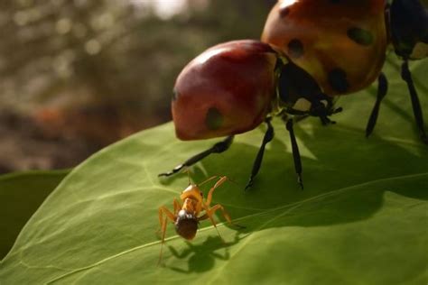 Les Fourmis une nouvelle adaptation jeu vidéo pour le roman de