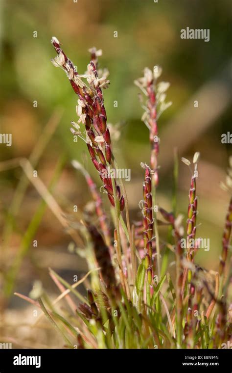 early sand-grass (Mibora minima), blooming, Germany Stock Photo - Alamy