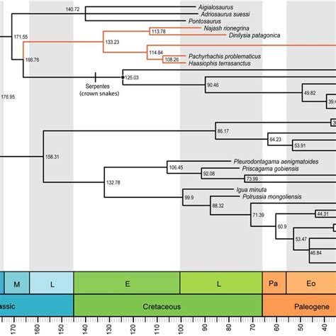 Snake Phylogeny And Divergence Times Relaxed Clock Bayesian Inference