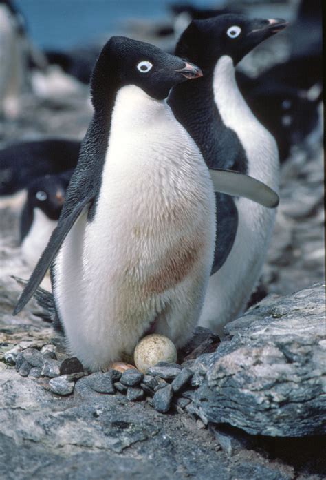 penguin adaptations - 10