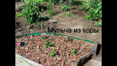 Мульча из коры. Избавляемся от сорняков. - YouTube