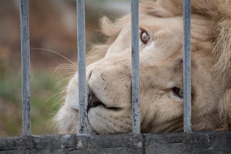 Sad Lion Stock Photos Download 796 Royalty Free Photos