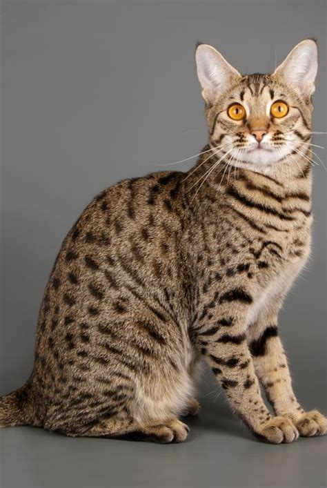 A List of the Most Beautiful Large Cat Breeds | Large cat breeds, Cat ...