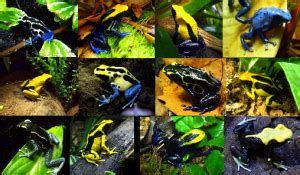 Hopping Into The Hobby Josh S Frogs How To Guides Dart Frog Frogs