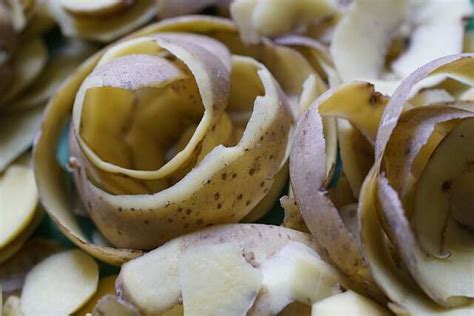 Can Birds Eat Potatoes A Safe Snack Or Risky Treat