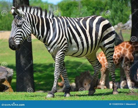 Burchell`s zebra stock photo. Image of herd, eating - 155859354