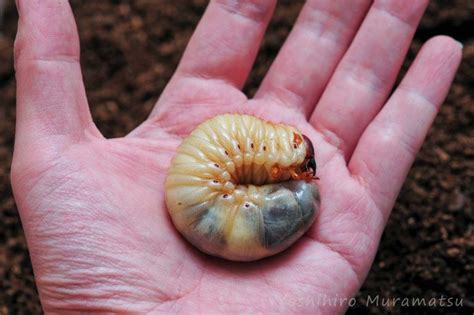 カブトムシの飼育と観察！我が家にカブトムシの幼虫がやってきた！ 昆虫写真図鑑 ムシミル