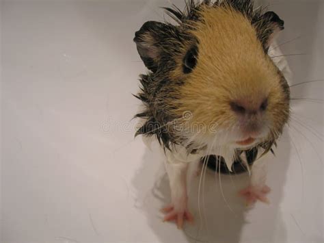 Guinea Pig in Bath stock photo. Image of bath, wash - 117345046