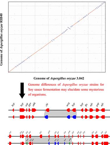 Comparison And Analysis Of The Genomes Of Two Aspergillus Oryzae