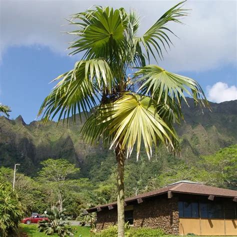 How To Grow Florida Thatch Palm Tree (Thrinax radiata)