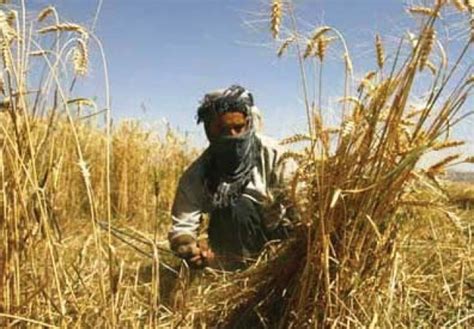 ample wheat stock   flour prices surge