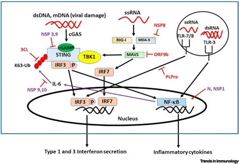 K63 Ubiquitination In Immune Signaling Trends In Immunology