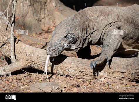 Indonesien Komodo Insel Komodo Nationalpark Loh Liang Komodo Drache