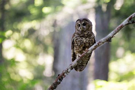 Northern Spotted Owl Monitoring At Mount Rainier National Park Us