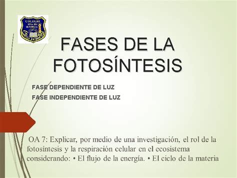 Fases De La Fotosntesis Fase Dependiente De Luz