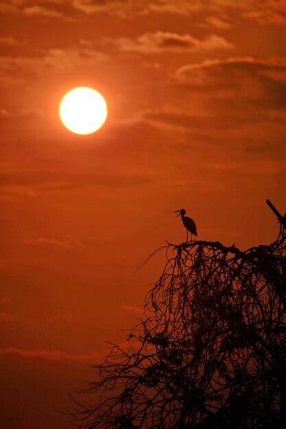 Silhueta De Un P Jaro Posado En Un Rbol Foto Premium