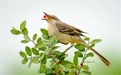 Northern Mockingbird Audubon Field Guide