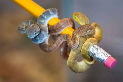 Baby African Bush Vipers Atheris Hispida Born Recently At The