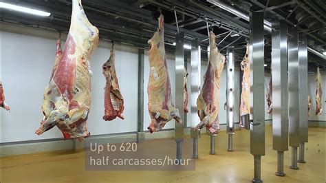 Frontmatec Bcc 3 Fully Automated Beef Carcass Grading System Youtube