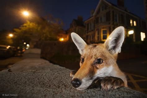 Stunning Finalists of the 2016 Wildlife Photographer of the Year Contest