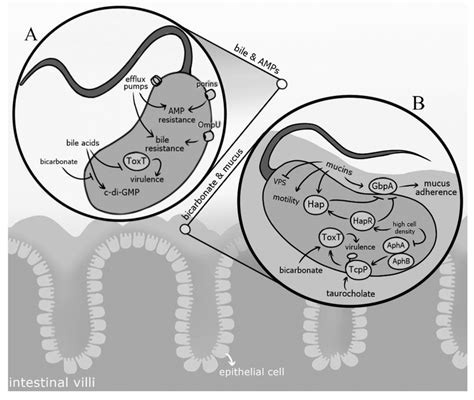 V Cholerae Adaptation To Host Signals In The Small Intestine