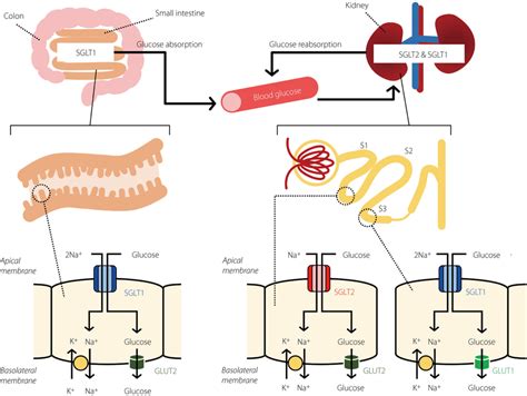 Glucose Handling Through Sodiumglucose Cotransporter SGLT 1 And