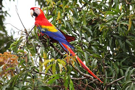 5 Wondrous Birds To See In Belize For Birding Vacationers