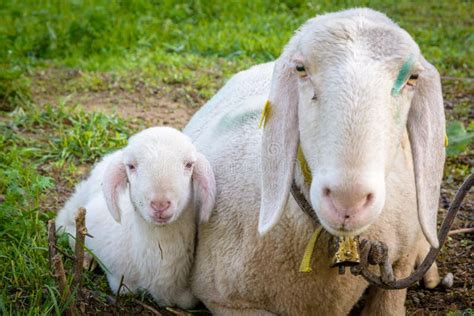 Agnello E Pecora Delle Pecore Che Si Trovano Sul Prato Fotografia Stock