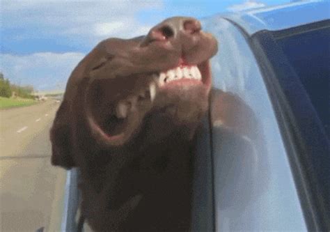 Dog In Car GIFs - Find & Share on GIPHY