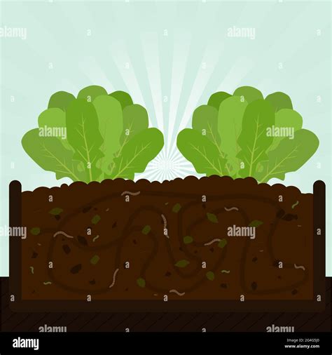 Árbol de rúcula Proceso de compostaje con materia orgánica