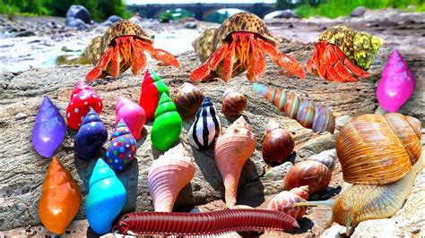 HUNTING LOST SNAIL MILLIPEDES HERMIT CRAB RAINBOW SNAIL KELOMANG