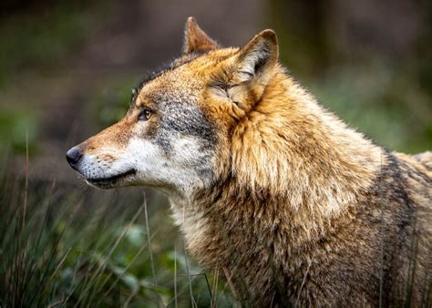 Wolf [Canis lupus] Foto & Bild | tiere, zoo, wildpark & falknerei ...