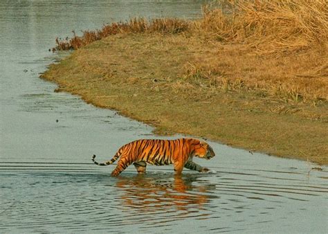 Tiger In Bardiya National Park The Best Place To See Benga Flickr