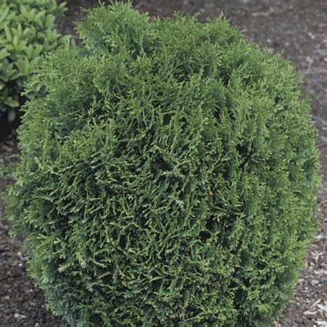 Dwarf Globe Arborvitae Hetz Midget Thuja Occidentalis Mygardenlife